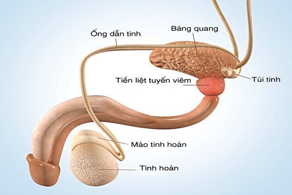 Viem-tuyen-tien-liet