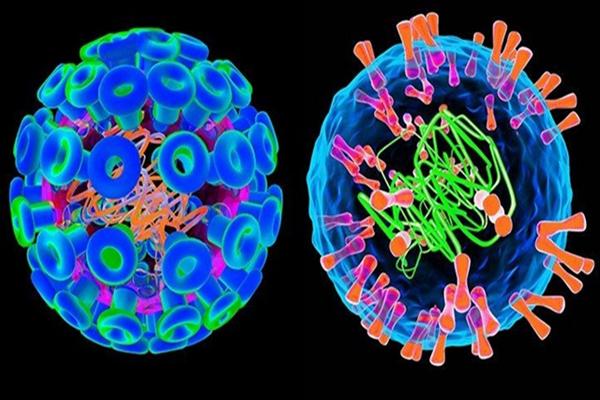 Hsv-1-and-hsv-2