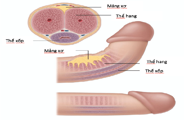 Duong-vat-cong